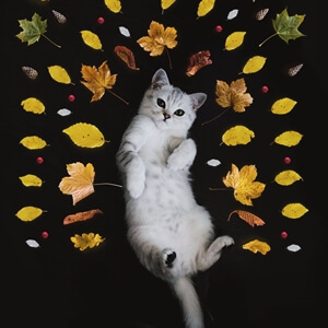 고양이가-나뭇잎-가운데-누워있는-사진
