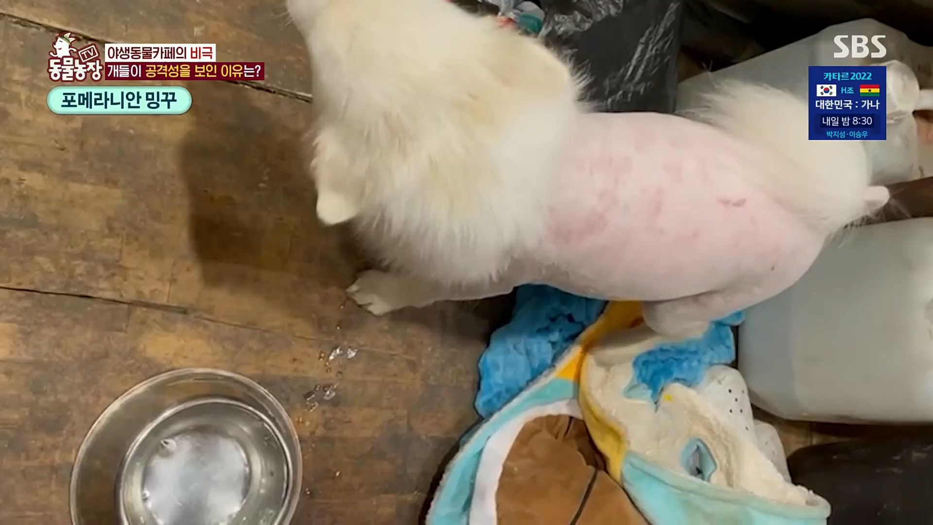 TV 동물농장.E1097.221127p.H264-F1RST.mp4_20221127_181713.789.jpg