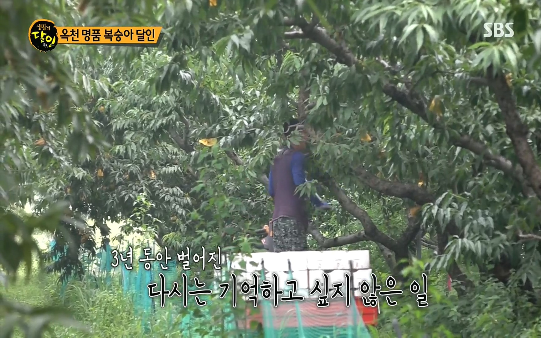 생활의 달인.E856.220815p.H264-F1RST.mp4_20220816_203616.047.jpg