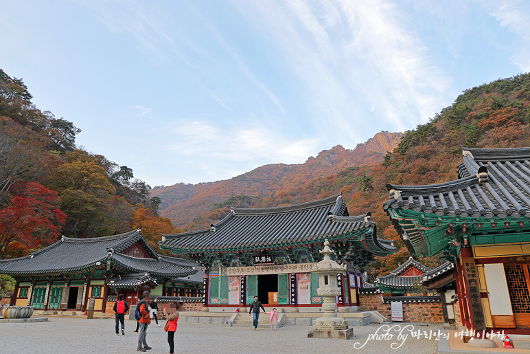 11/5 장산 단풍 절정의 정읍 내장사 6