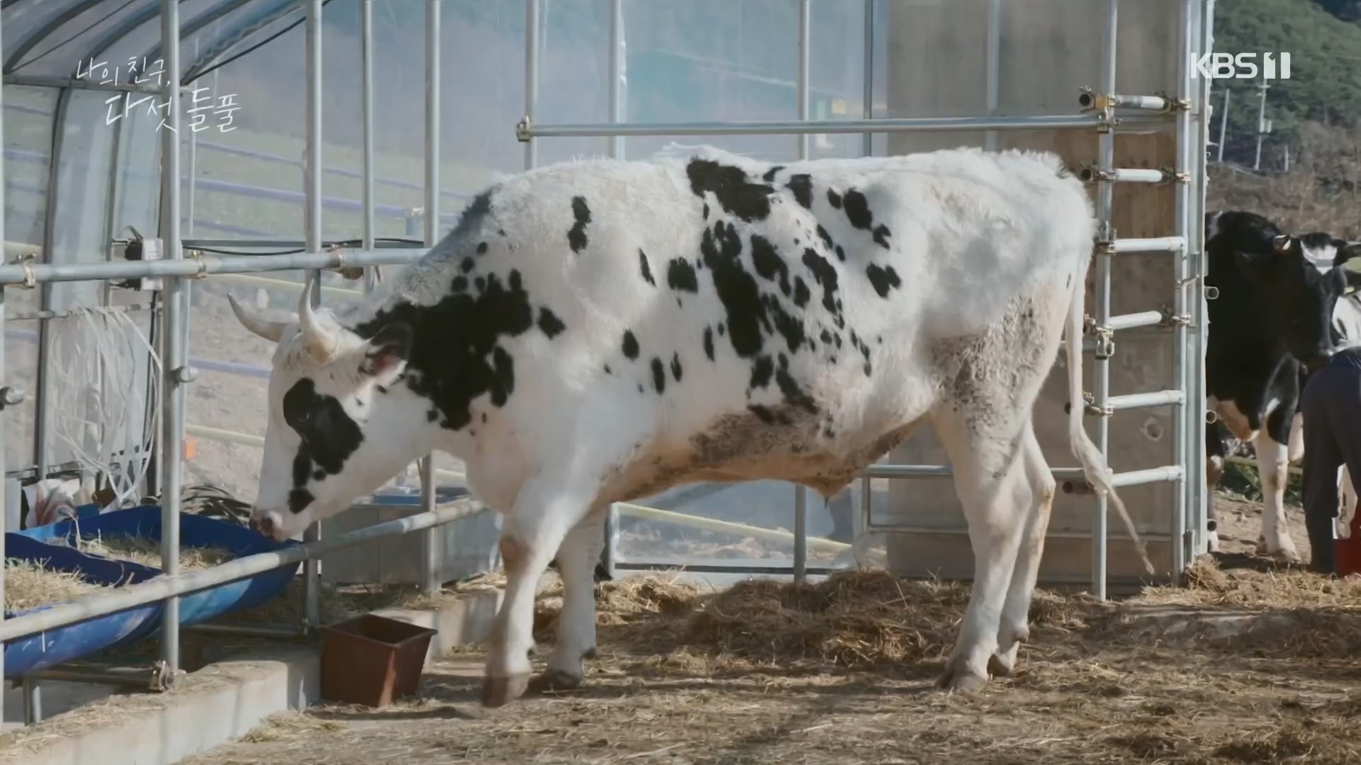 특집 다큐 나의 친구, 다섯 들풀.240119p.H264-F1RST.mp4_20240121_151731.565.jpg