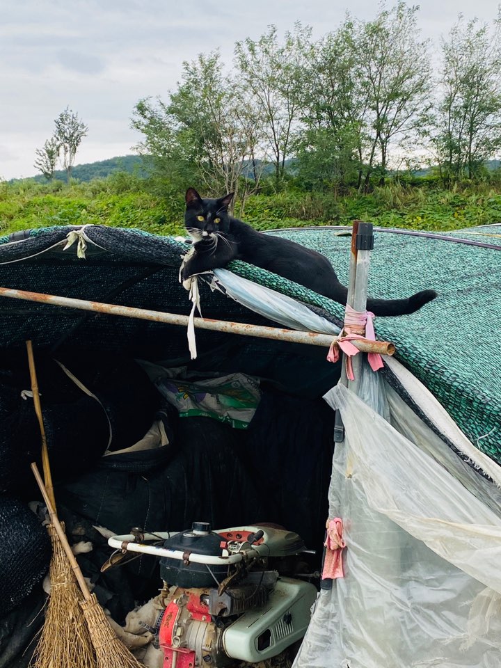 가을 들판 사진 가을 들판에서 10