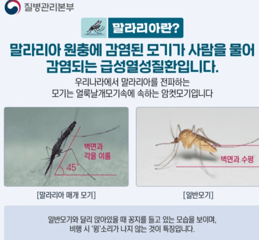 말라리아 사진