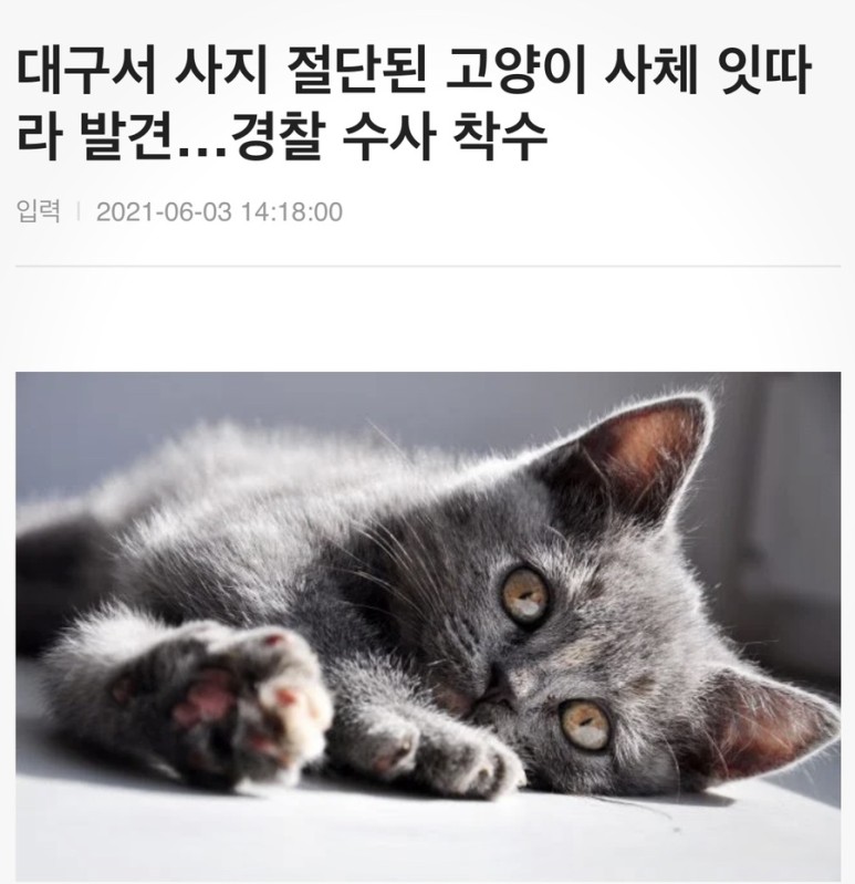 새끼 고양이 목줄 ⭐️ ‘두 눈 파인 유기견’ 이어 대구서 ‘사지 절단된 6