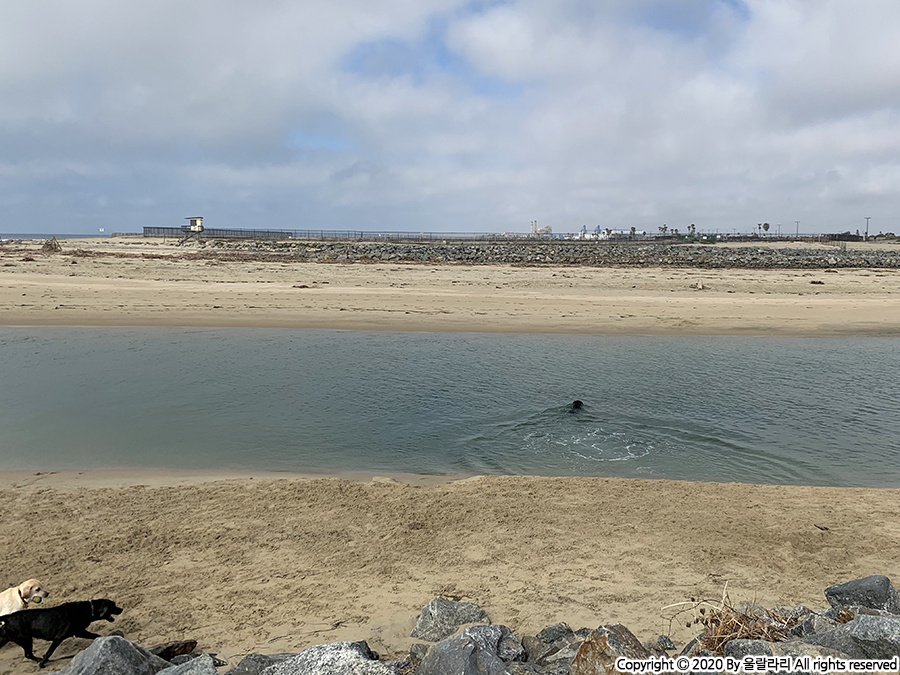 미국 도그 비치 DOG BEACH