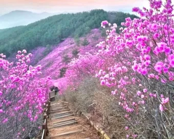 천주산 진달래축제 등산코스 맛집_6