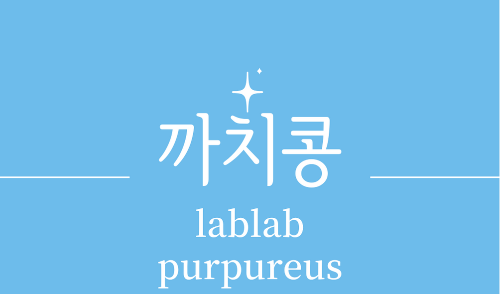 &#39;까치콩 편두(lablab purpureus)&#39;