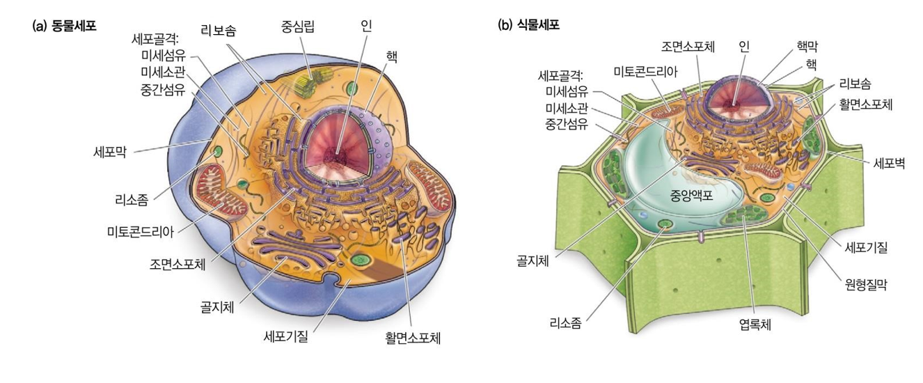 동물세포와 식물세포의 구조
