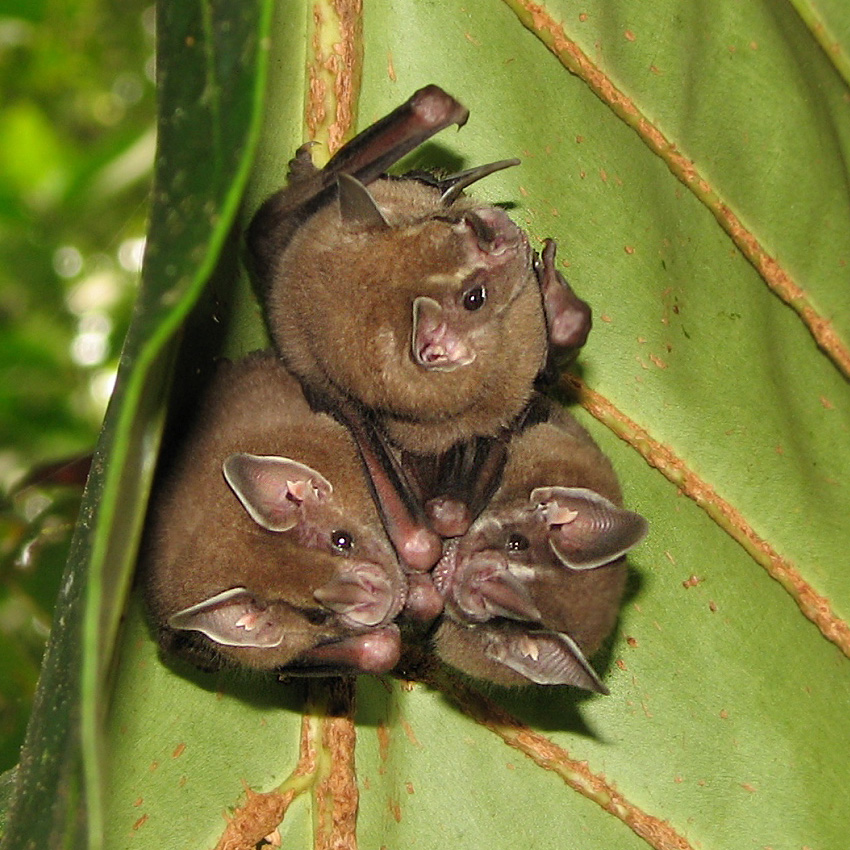 [동물 백과] 잎코박쥐(Leaf-Nosed Bat&#44; 학명: Phyllostomidae)