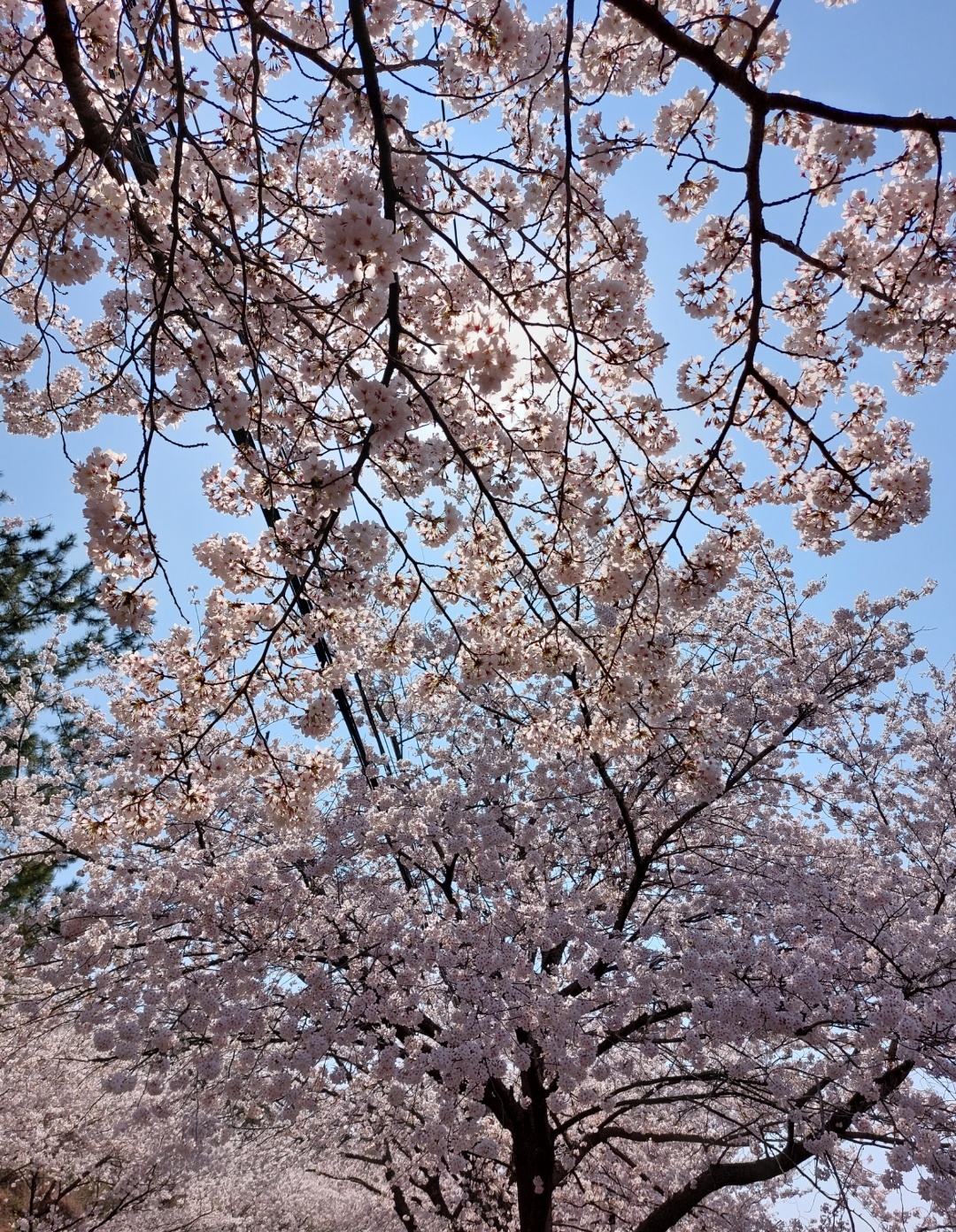 봄꽃 사진