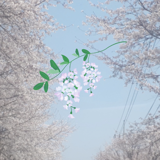 아카시아 꽃