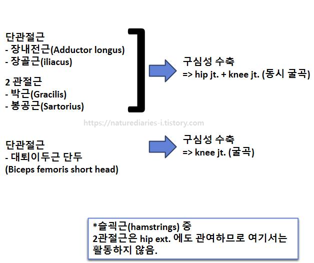 초기 유각기(ISw); 보행주기의 62~75% ; 움직임에 대한 근육의 움직임 (장내전근 / 장골근 / 박근 / 봉공근 / 대퇴이두근 단두 수축)