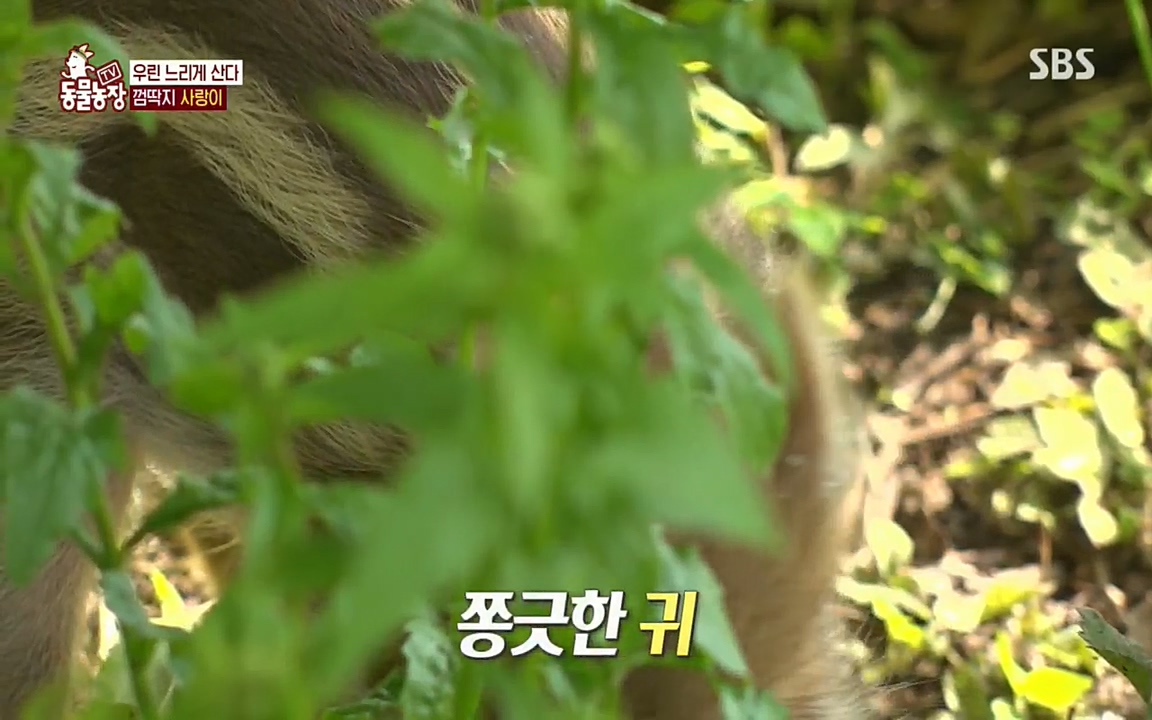 TV 동물농장.E1076.220704p.H264-F1RST.mp4_20220703_175554.915.jpg