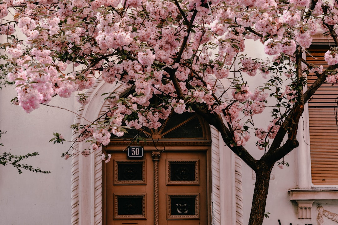 Cherry Blossom