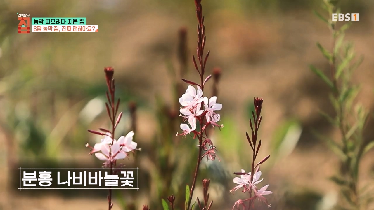 TV - 전 국민의 평생학교 EBS농막 지으려다 지은 집.mp4_20230925_211500.814.jpg
