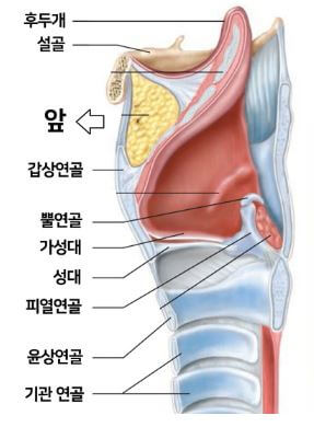 설골과 갑상연골의 단면을 보여주는 그림