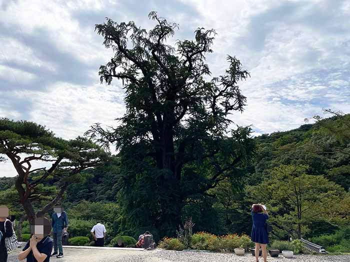 용문사에서 바라보는 양평 용문사 은행나무 사진