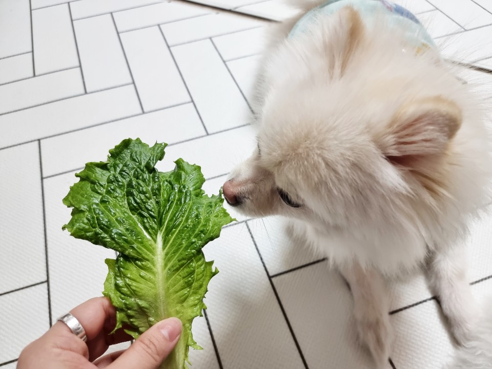  강아지 상추 먹어도 될까? 급여 방법, 효능 과 주의점