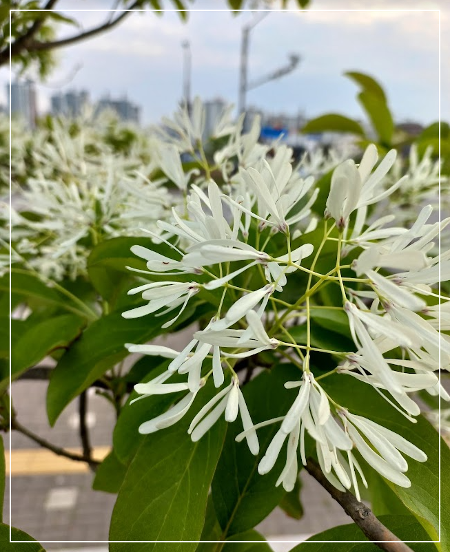 이팝나무 꽃
