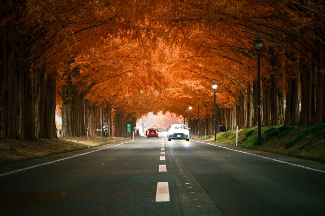 Metasequoia