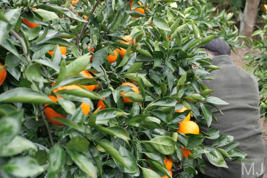 어린왕자 체험 in 감귤밭 카페 39