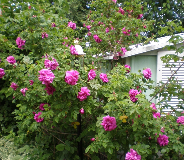 장미 나무 (Rose Bushes)