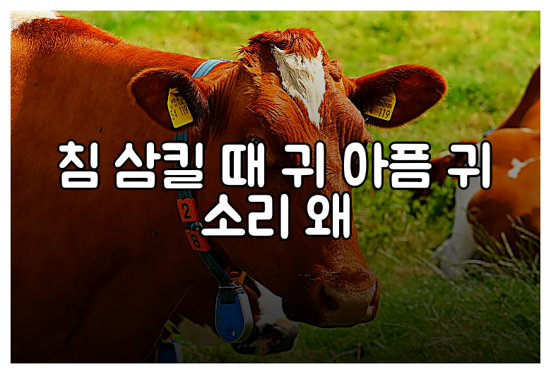 침 삼킬 때 귀 아픔 귀 소리 왜