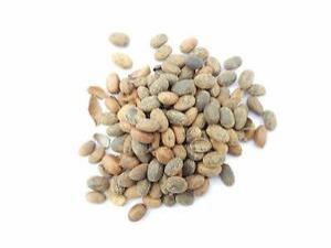  크로톤 씨앗 (CROTON SEEDS) 효능 및 부작용, 올바른 섭취법은?