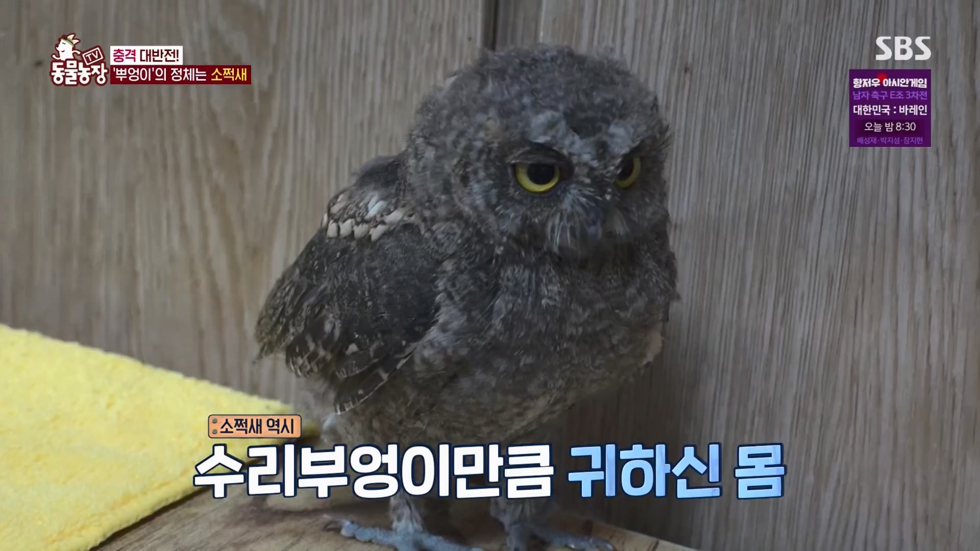 TV 동물농장.E1139.230924p.H264-F1RST.mp4_20230924_172340.134.jpg