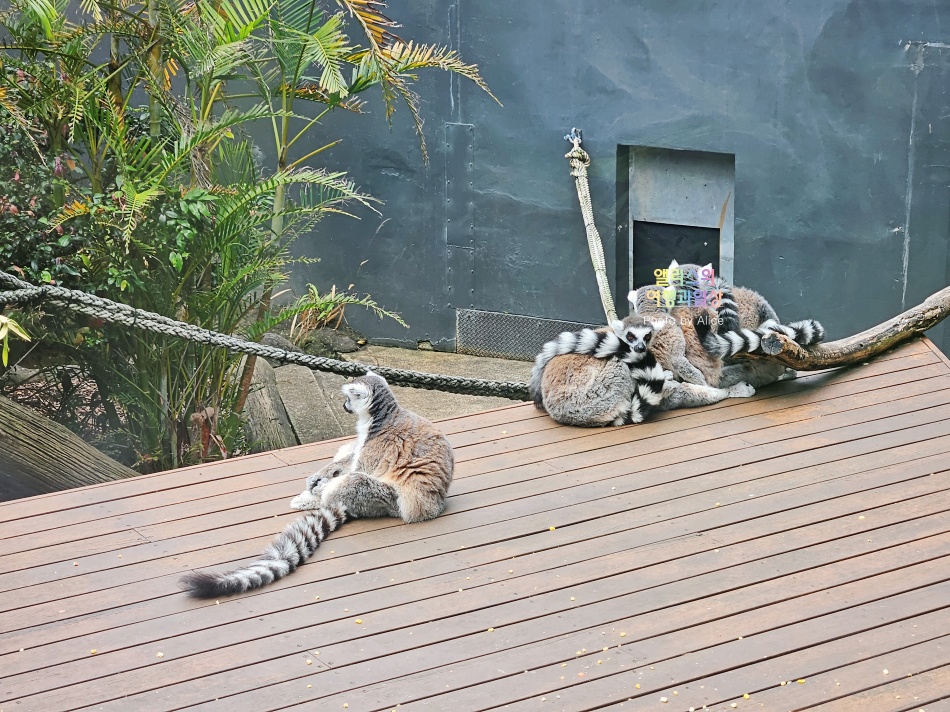 시드니 타롱가 동물원 할인이용 팁 & 하버 호퍼 24시간 패스 이용후기