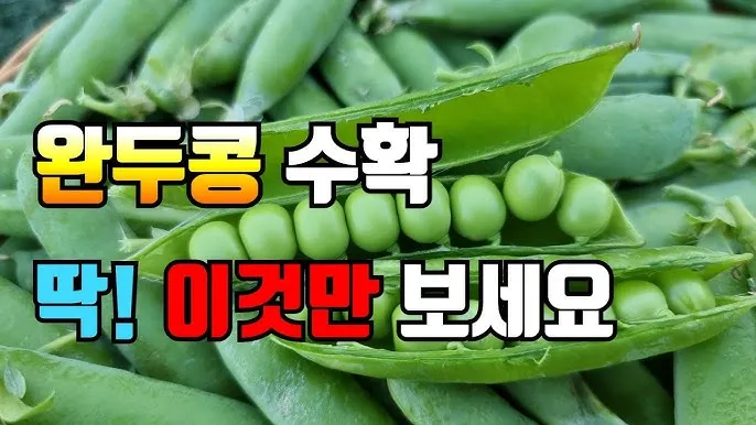 완두콩 수확시기 파종시기 삶는 법 재배법_7