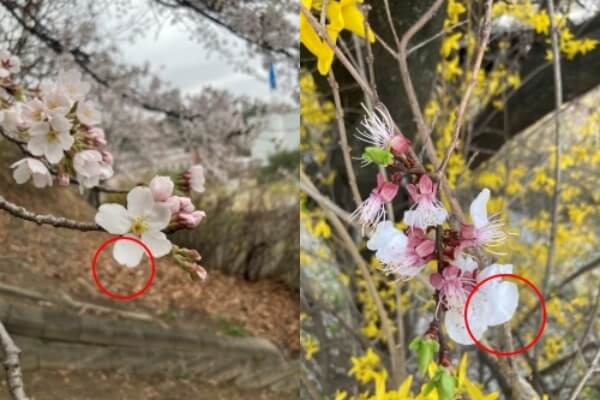 매화 벚꽃 꽃잎 비교