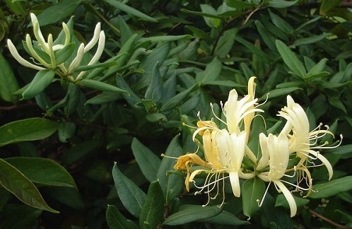  금은화 효능 알아보기!