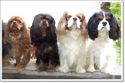  카발리에 킹 찰스 스파니엘 가격 과 성격 및 역사, 수명에 대해 (Cavalier King Charles Spaniel)
