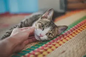 고양이