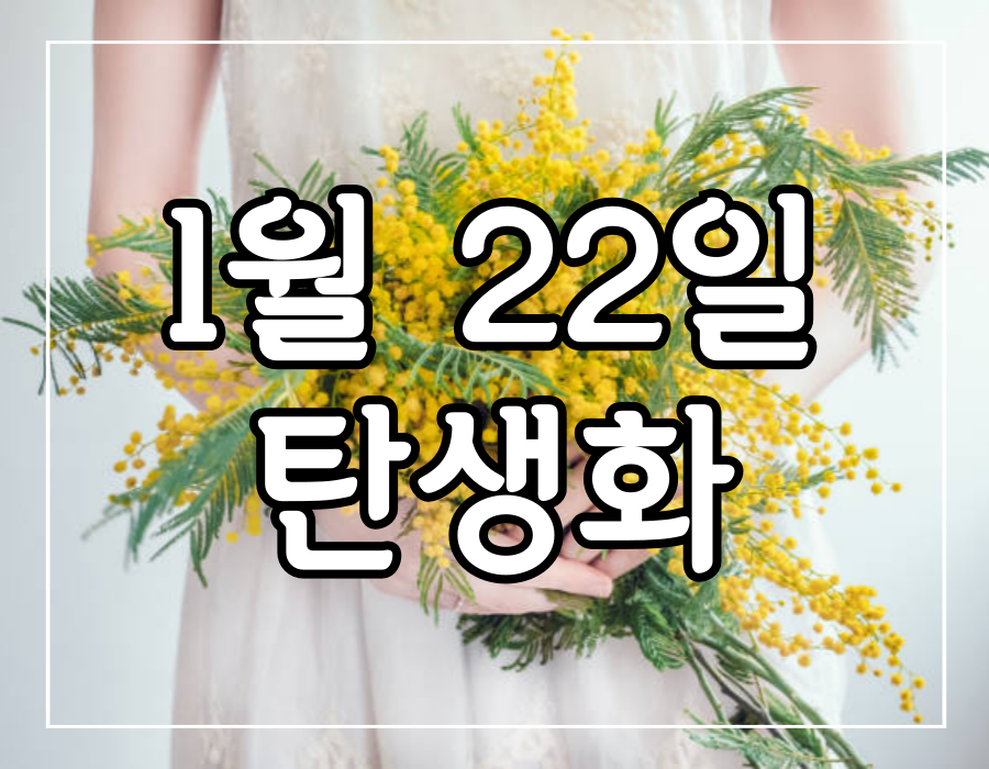 이 이미지는 1월 22일 탄생화 미모사에 관한 포스팅의 대표 이미지입니다.