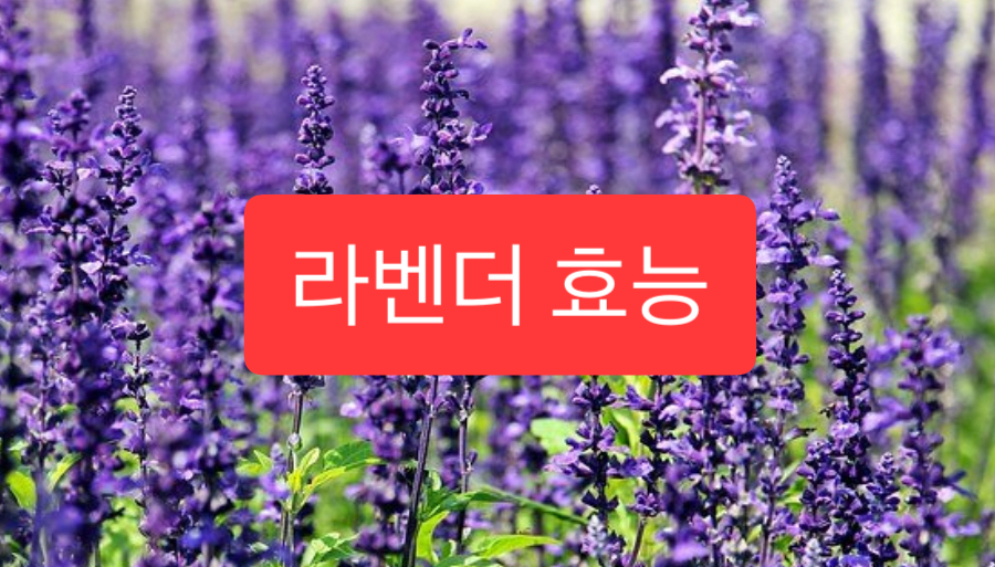  라벤더 효능 4가지