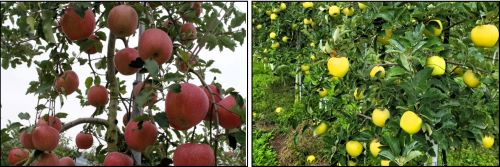 사과나무-사과-품종-후지-부사-시나노골드-황금사과