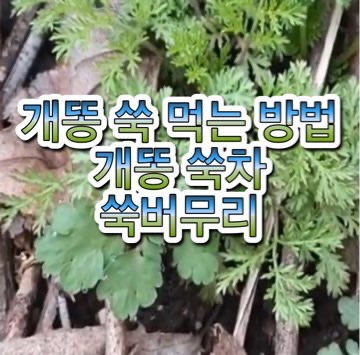 개똥-쑥차-쑥버무리-쑥가루-만드는법-먹는법