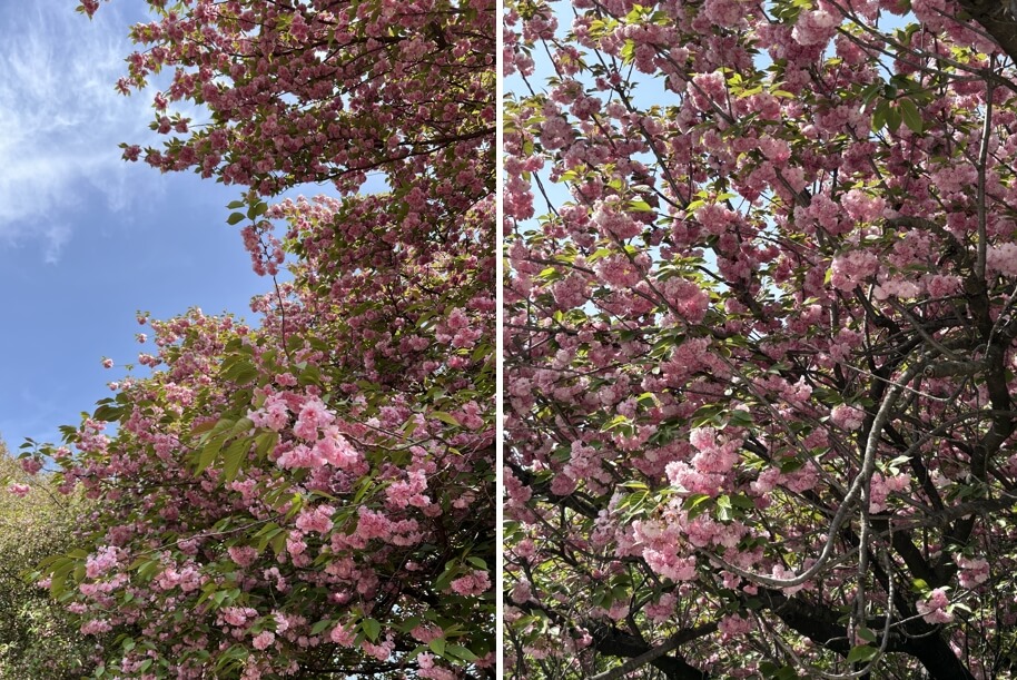 전주-4월-꽃구경-명소-추천-완산칠봉꽃동산