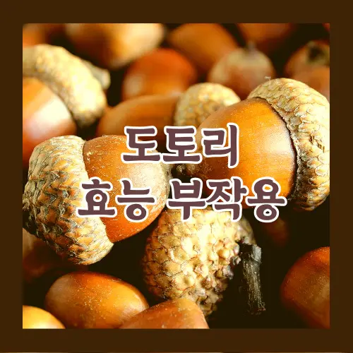 도토리 효능 부작용