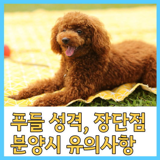  푸들 성격, 장단점, 분양시 유의사항
