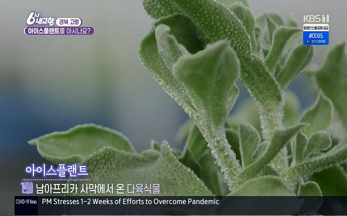 6시 내고향.E7498.220329p.H264-F1RST.mp4_20220329_181353.932.jpg