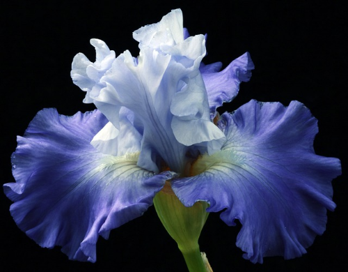 아이리스 (Iris)의 이야기&#44; 꽃의 상징과 꽃말&#44; 종류와 색상&#44; 재배 요령