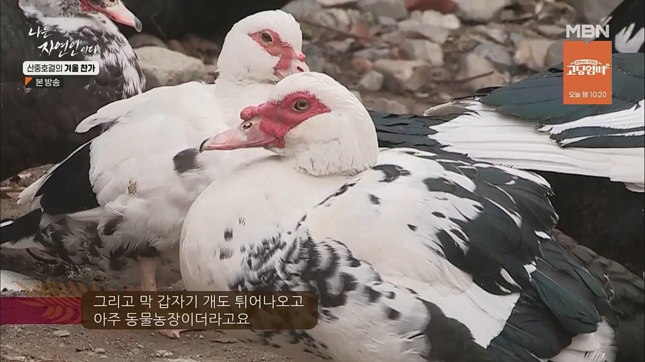나는 자연인이다.E533.221222p.WANNA.mp4_20221222_194219.292.jpg