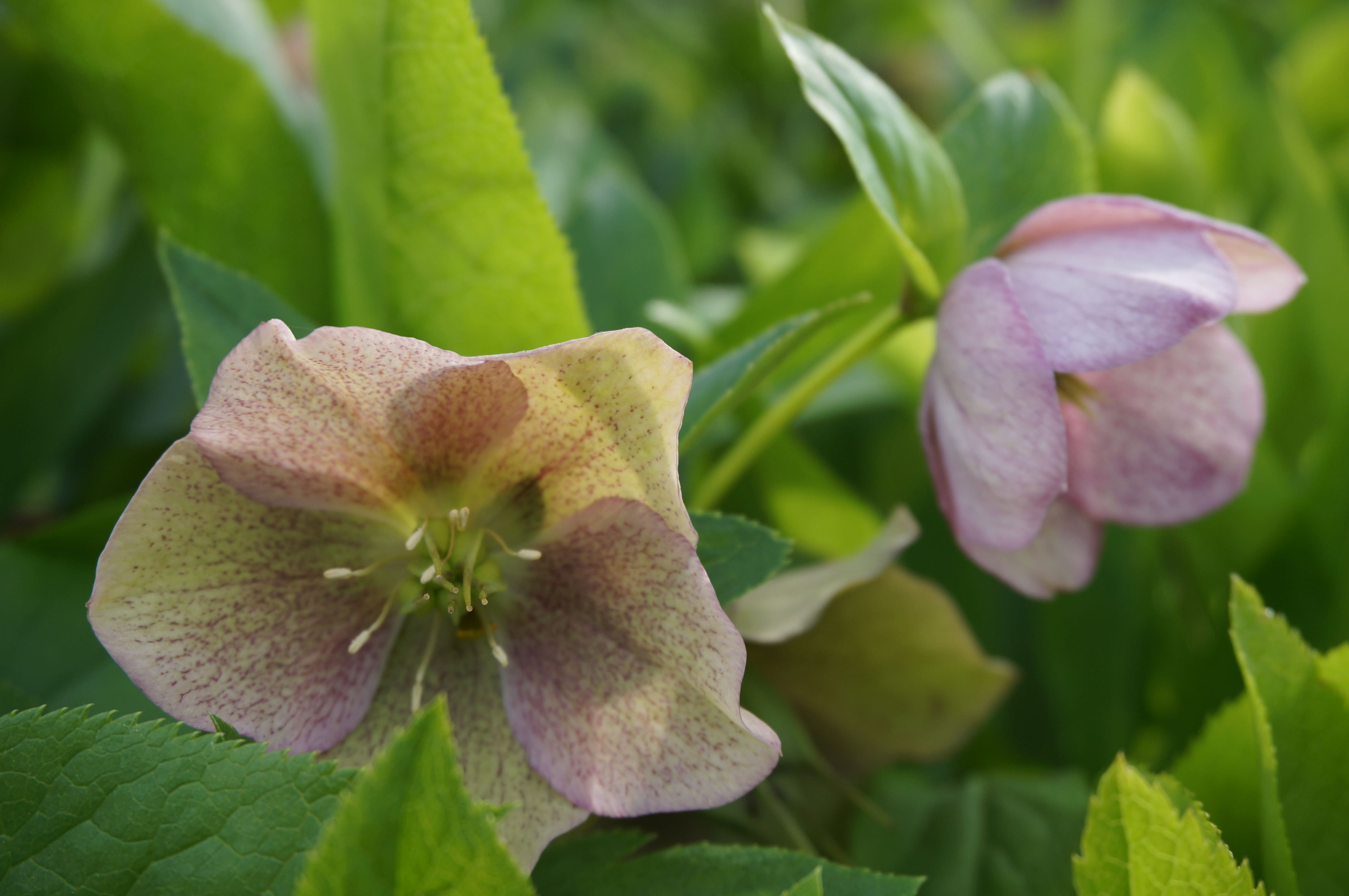 Helleborus niger L.