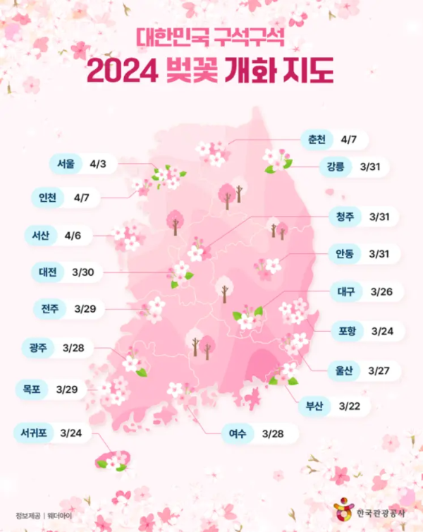 벚꽃 개화 지도 2024