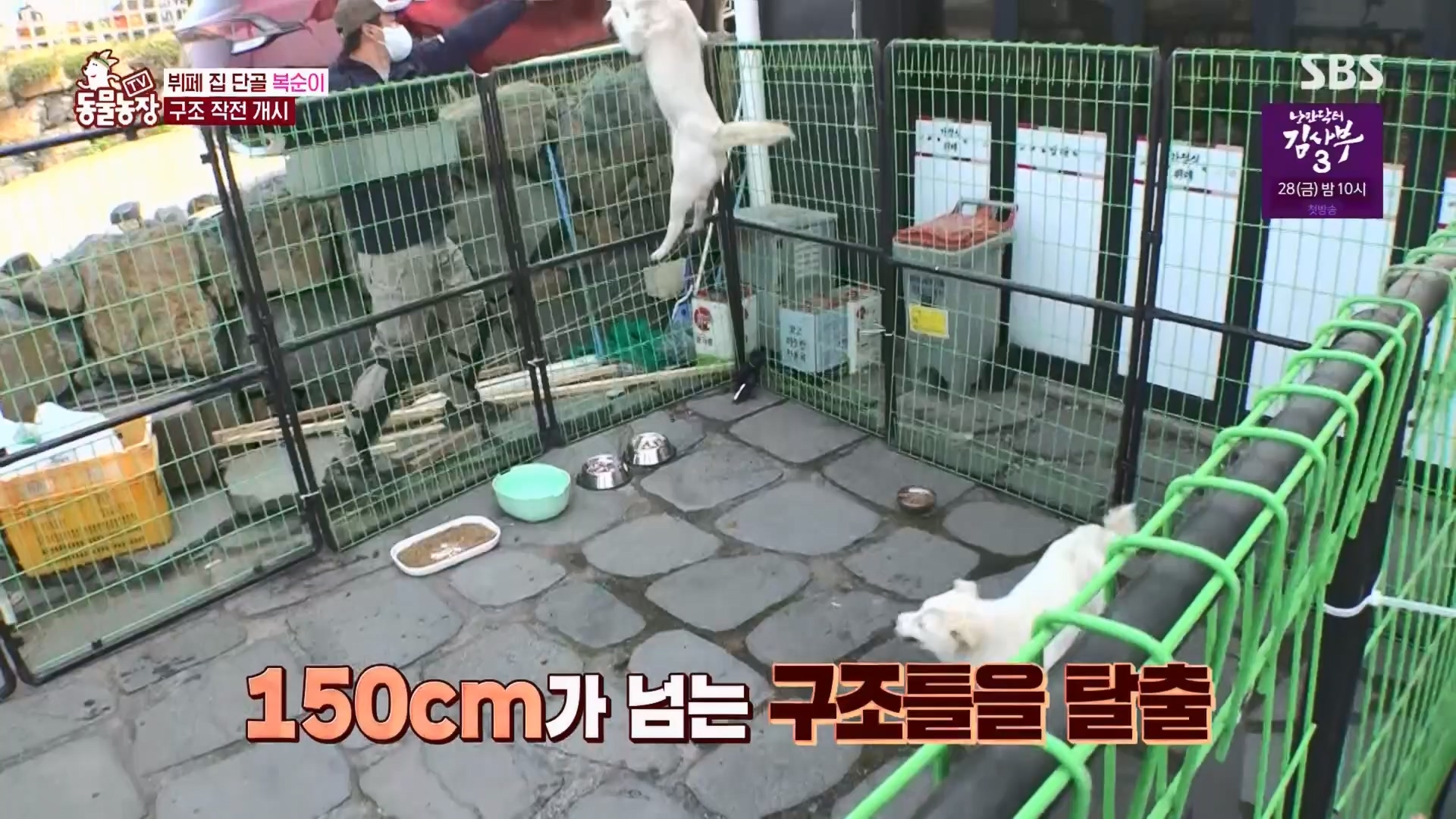 TV 동물농장.E1116.230416p.H264-F1RST.mp4_20230418_194203.051.jpg