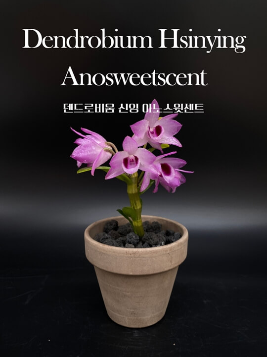 Dendrobium Hsinying Anosweetscent 썸네일