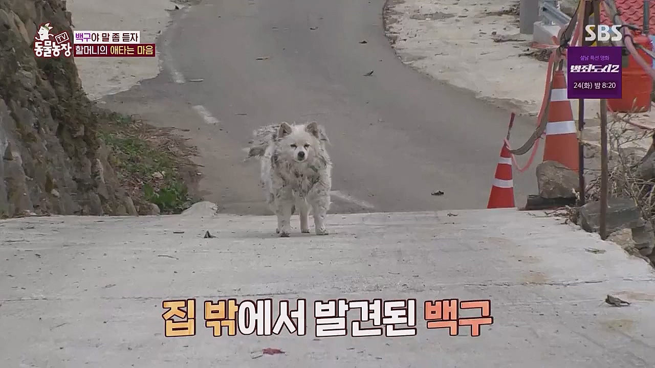TV 동물농장.E1104.230123p.WANNA.mp4_20230123_195409.974.jpg